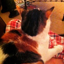 Curling up with my kitty 