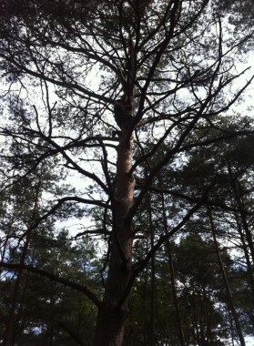 Clay at the top of a tree during our trip to Font 