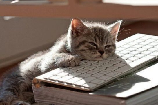 cute can asleep on computer