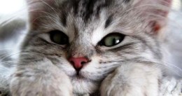 lovely-cats-pictures-12